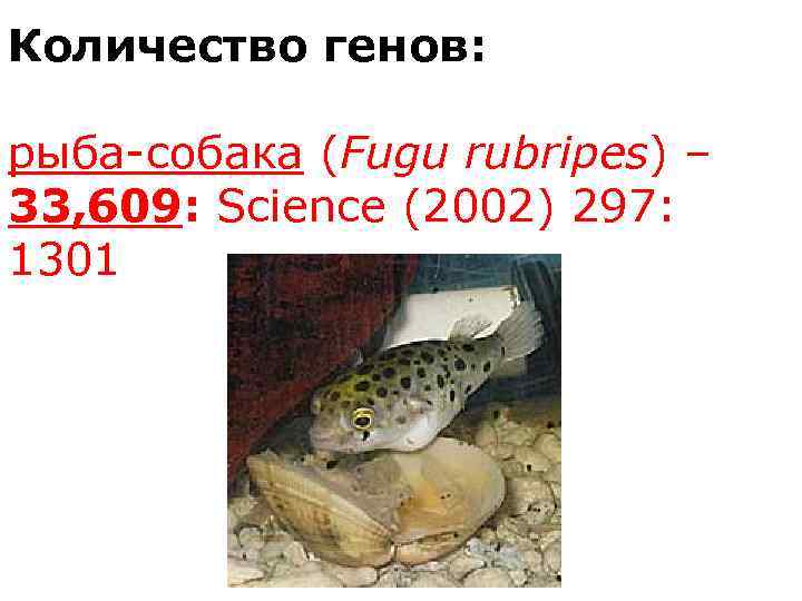 Количество генов: рыба-собака (Fugu rubripes) – 33, 609: Science (2002) 297: 1301 