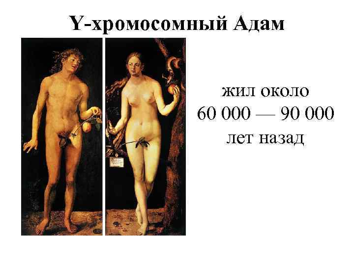 Y-хромосомный Адам жил около 60 000 — 90 000 лет назад 