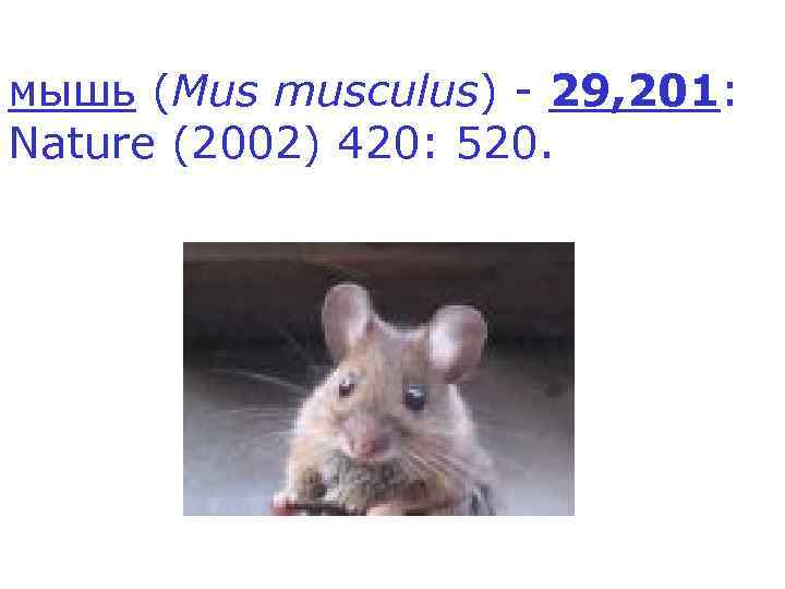 мышь (Mus musculus) - 29, 201: Nature (2002) 420: 520. 