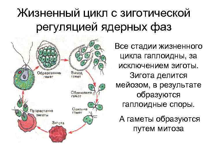 Жизненный цикл с зиготической регуляцией ядерных фаз Все стадии жизненного цикла гаплоидны, за исключением