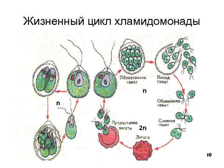 Жизненный цикл хламидомонады Бесполое размножение n n nn 2 n 2 n Половое размножение