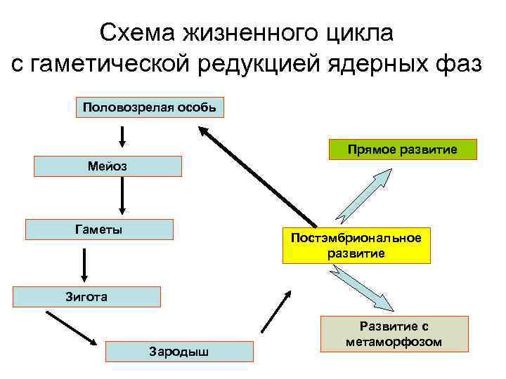 Схема жизненного цикла с гаметической редукцией ядерных фаз Половозрелая особь Прямое развитие Мейоз Гаметы