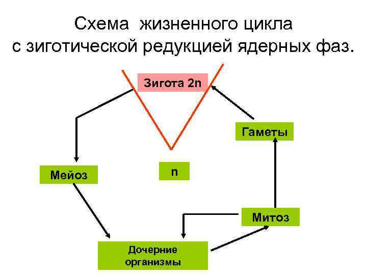 Схема жизненного цикла с зиготической редукцией ядерных фаз. Зигота 2 n Гаметы Мейоз n