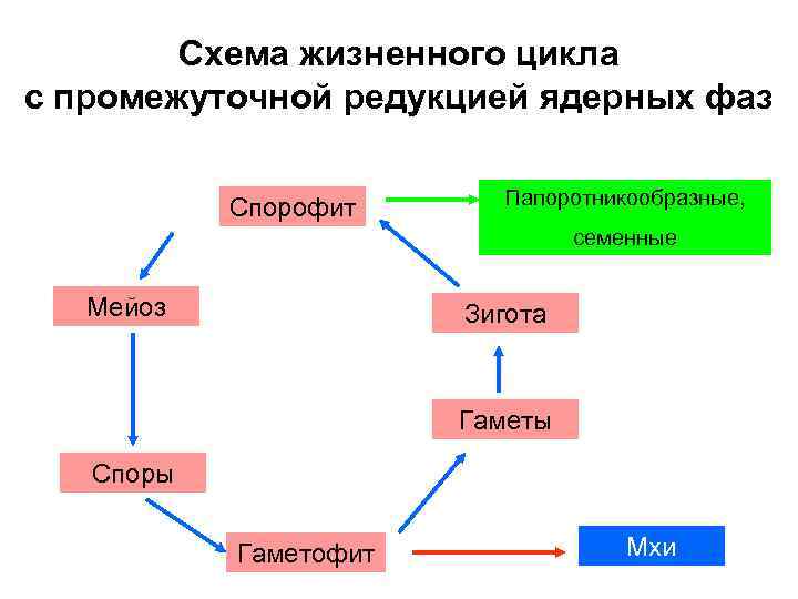 Схема жизненного цикла с промежуточной редукцией ядерных фаз Спорофит Папоротникообразные, семенные Мейоз Зигота Гаметы