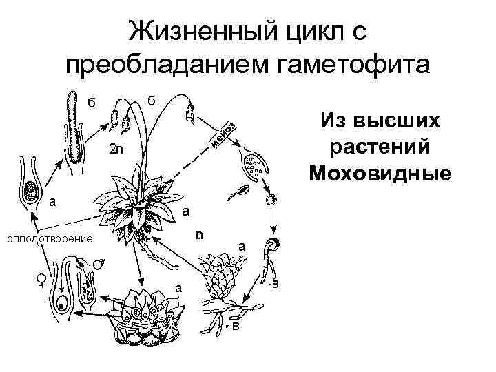 Жизненный цикл с преобладанием гаметофита Из высших растений Моховидные 
