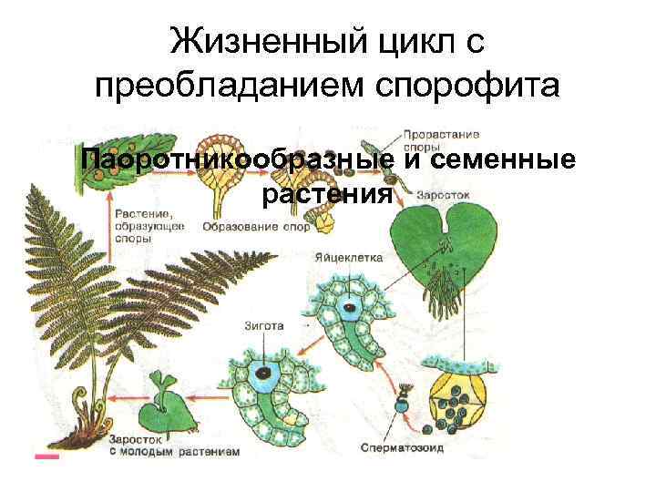 Жизненный цикл с преобладанием спорофита Паоротникообразные и семенные растения 