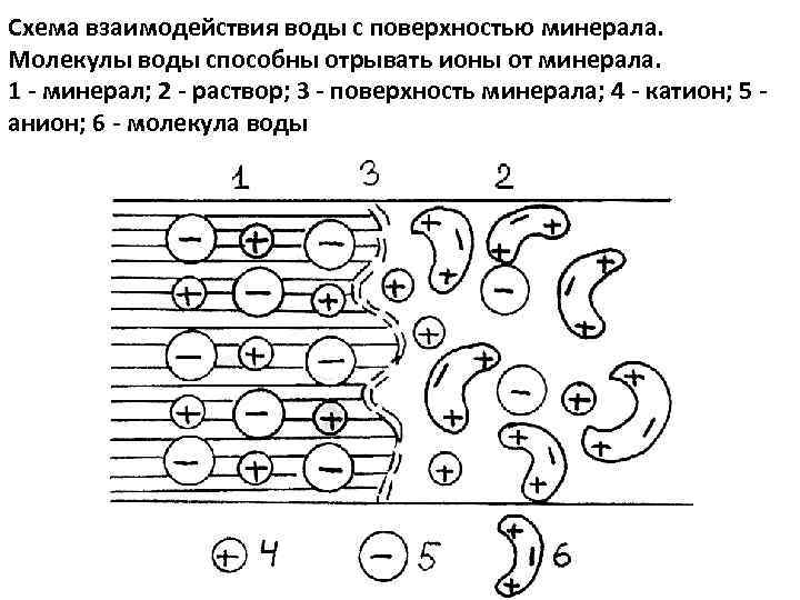 Схема взаимодействия воды с поверхностью минерала. Молекулы воды способны отрывать ионы от минерала. 1