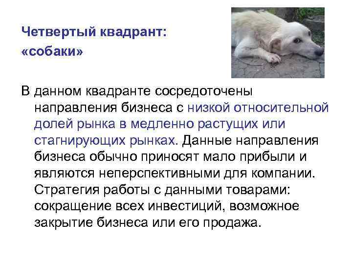 Четвертый квадрант: «собаки» В данном квадранте сосредоточены направления бизнеса с низкой относительной долей рынка