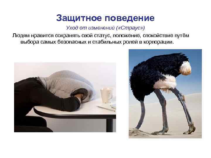Защитное поведение Уход от изменений ( «Страус» ) Людям нравится сохранять свой статус, положение,