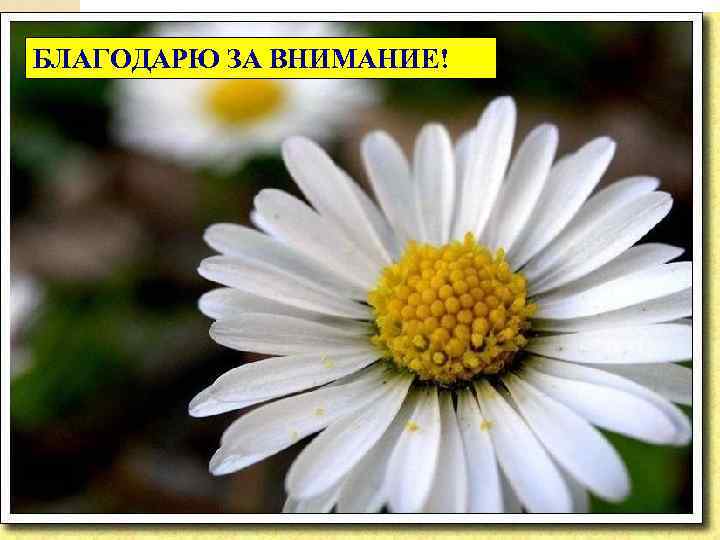 БЛАГОДАРЮ ЗА ВНИМАНИЕ! 