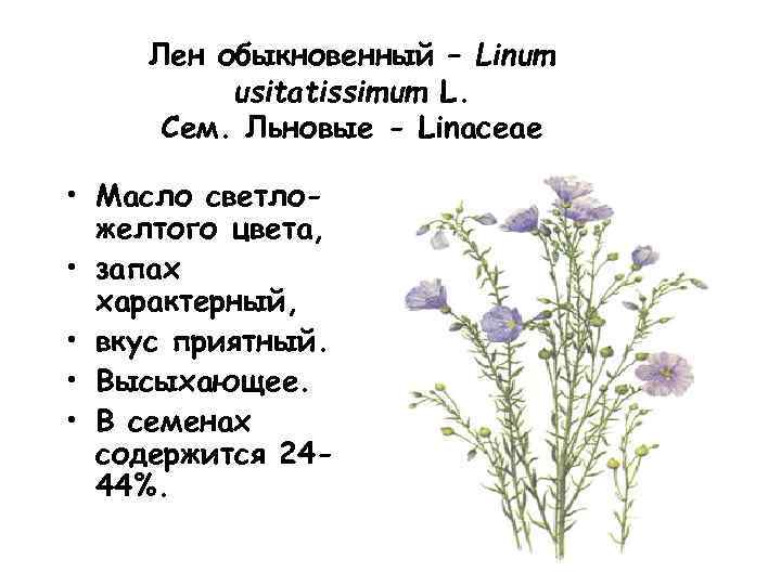 Лен обыкновенный – Linum usitatissimum L. Cем. Льновые - Linaceae • Масло светложелтого цвета,
