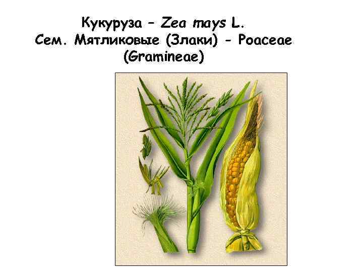 Кукуруза – Zea mays L. Сем. Мятликовые (Злаки) - Poaceae (Gramineae) 