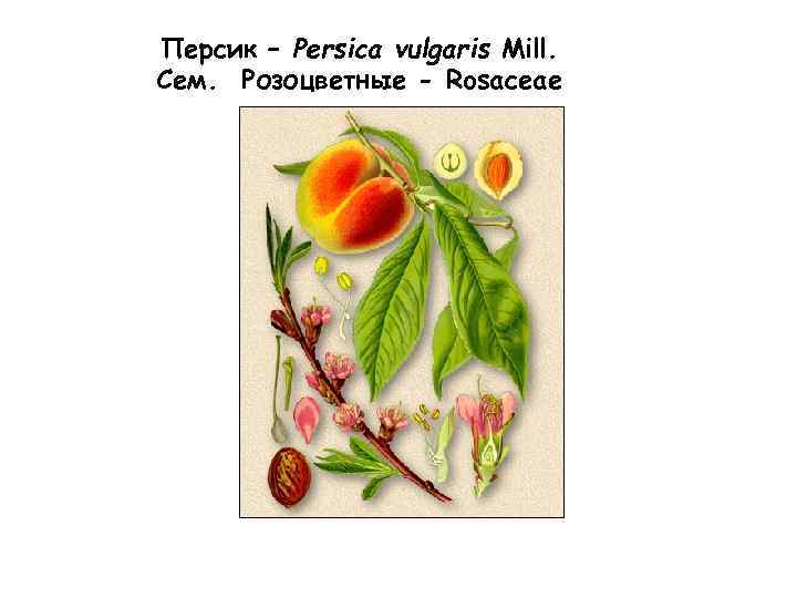Персик – Persica vulgaris Mill. Сем. Розоцветные - Rosaceae 
