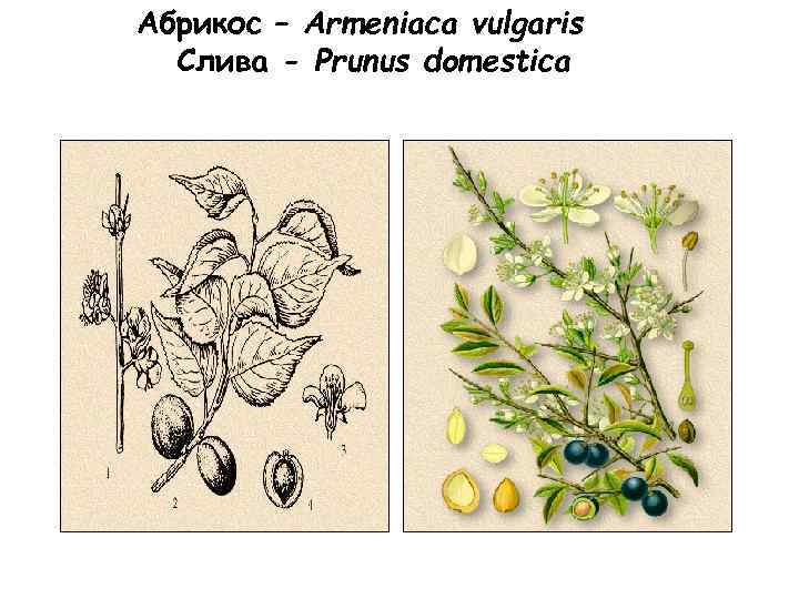 Абрикос – Armeniaca vulgaris Слива - Prunus domestica 