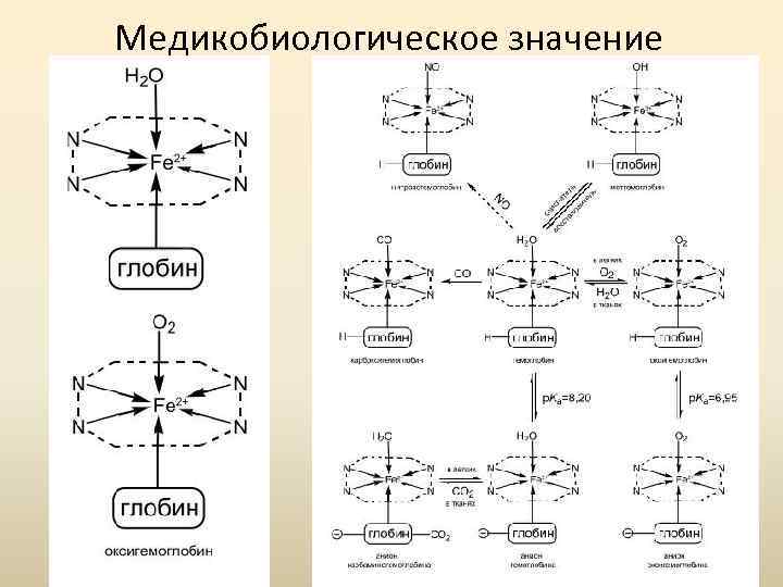 Медикобиологическое значение 