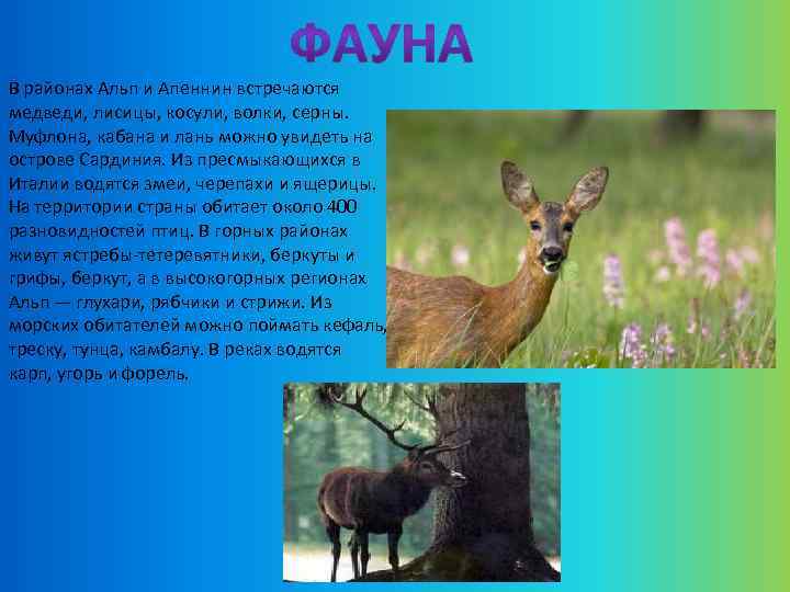 В районах Альп и Апеннин встречаются медведи, лисицы, косули, волки, серны. Муфлона, кабана и