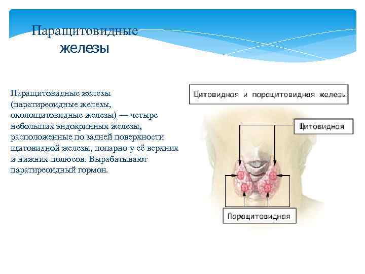 Паращитовидные железы (паратиреоидные железы, околощитовидные железы) — четыре небольших эндокринных железы, расположенные по задней