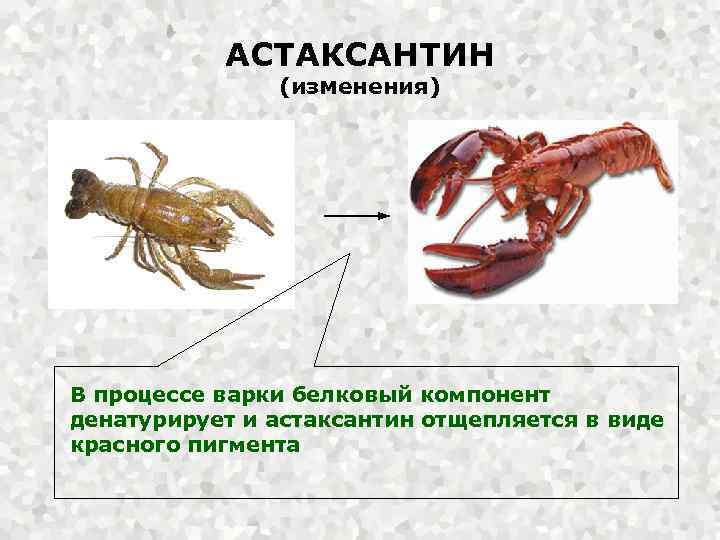 АСТАКСАНТИН (изменения) В процессе варки белковый компонент денатурирует и астаксантин отщепляется в виде красного