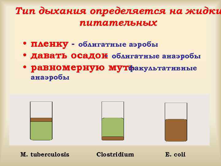 Тип дыхания определяется на жидки питательных • пленку - облигатные аэробы • давать осадок
