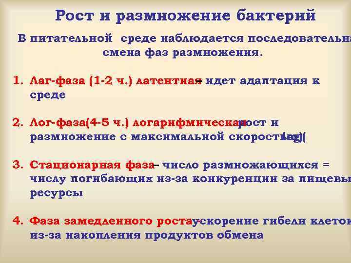 Рост и размножение бактерий В питательной среде наблюдается последовательна смена фаз размножения. 1. Лаг-фаза
