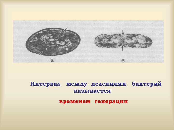 Интервал между делениями называется временем генерации бактерий 