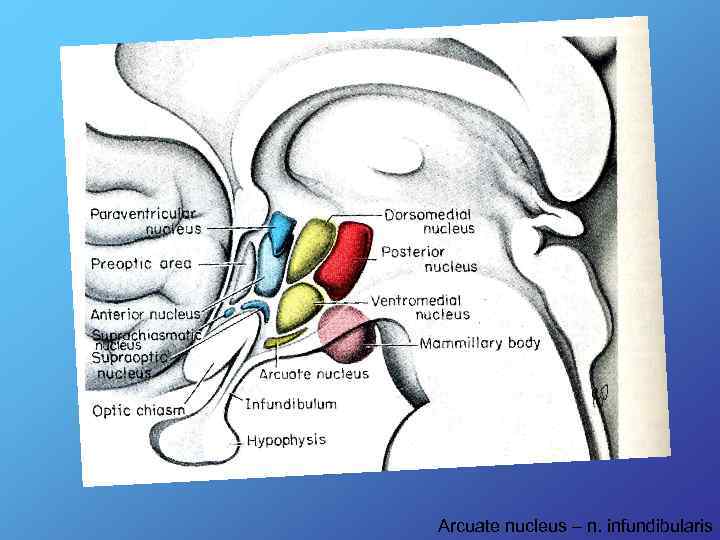 Arcuate nucleus – n. infundibularis 