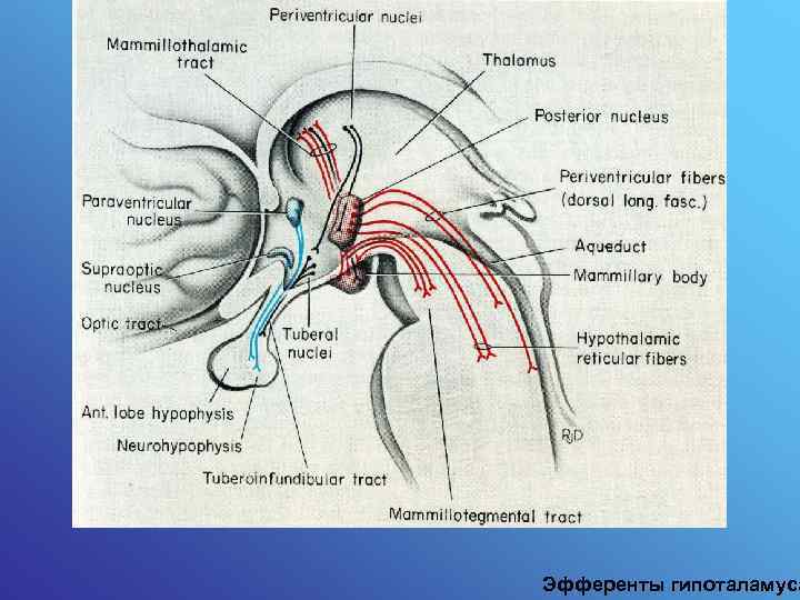 Эфференты гипоталамуса 