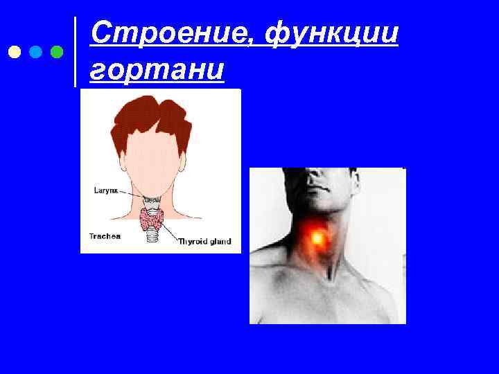 Строение, функции гортани 
