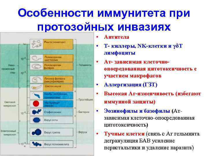 Особенности иммунитета при протозойных инвазиях • Антитела • Т- киллеры, NK-клетки и γδТ лимфоциты