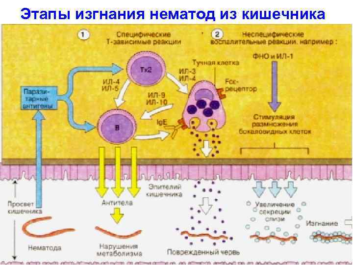 Этапы изгнания нематод из кишечника 