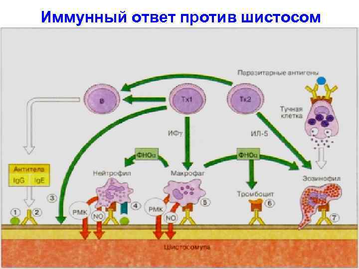 Схема иммуного ответа