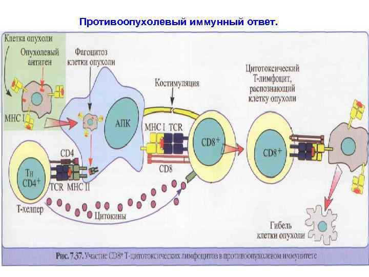 Противоопухолевый иммунный ответ. 