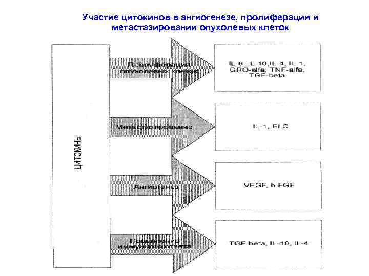 Участие цитокинов в ангиогенезе, пролиферации и метастазировании опухолевых клеток 