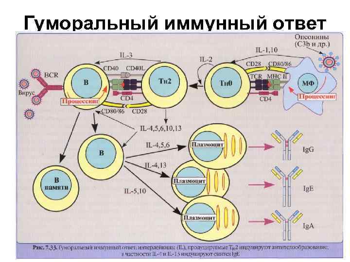 Иммунная карта нейро анализ