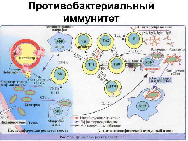 Схема иммуного ответа