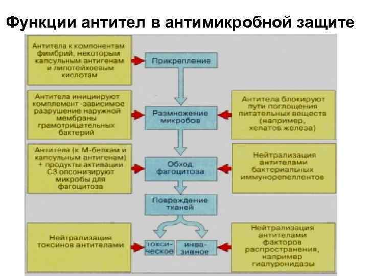 Функции антител в антимикробной защите 