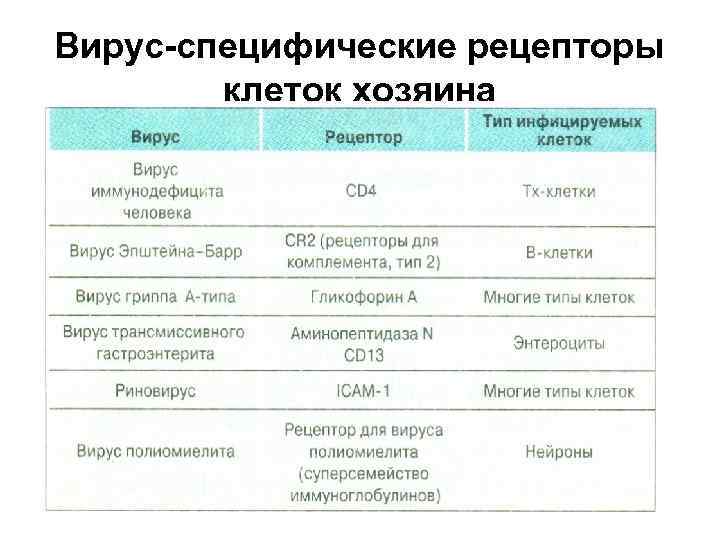 Вирус-специфические рецепторы клеток хозяина 