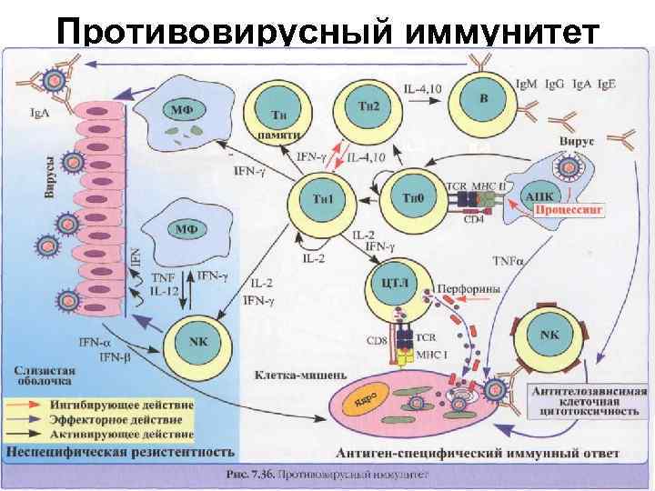 Горло при вирусной инфекции фото