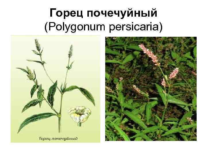 Горец почечуйный (Polygonum persicaria) 