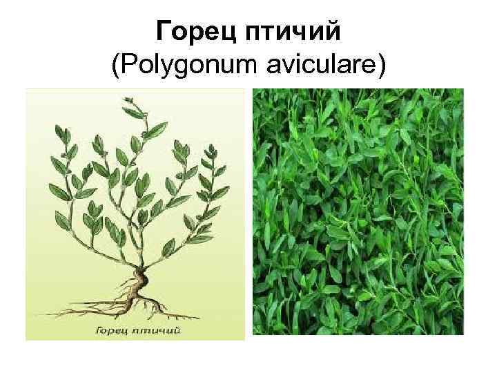 Горец птичий (Polygonum aviculare) 