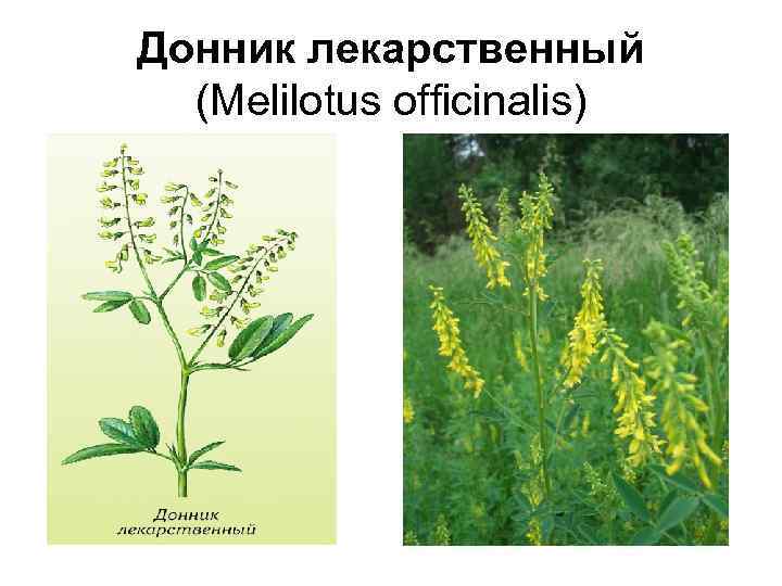 Донник лекарственный (Меlilotus officinalis) 