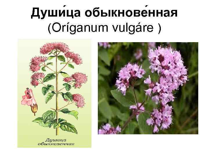 Души ца обыкнове нная (Oríganum vulgáre ) 