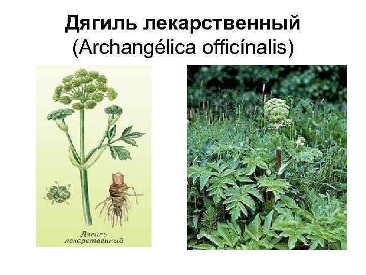 Дягиль лекарственный (Archangélica officínalis) 