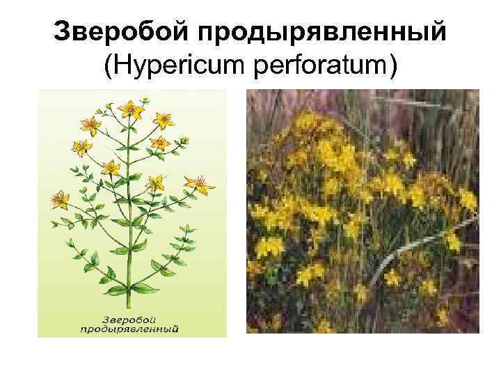 Зверобой продырявленный (Hypericum perforatum) 