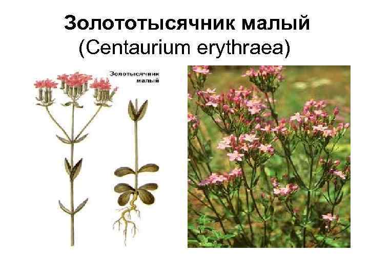  Золототысячник малый (Centaurium erythraea) 