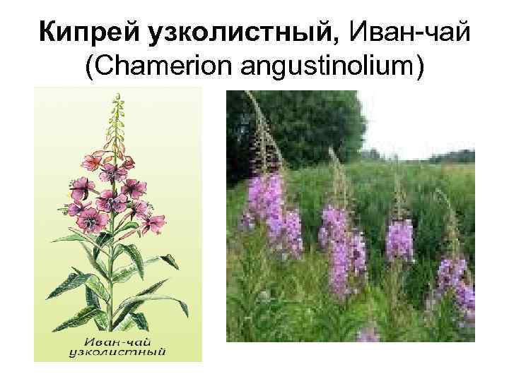 Кипрей узколистный, Иван-чай (Chamerion angustinolium) 
