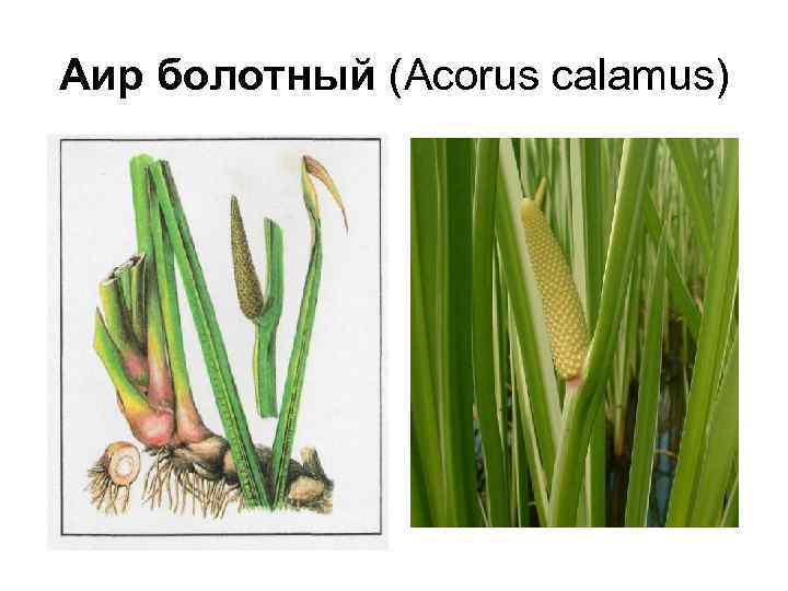 Аир болотный (Acorus calamus) 