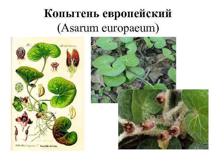 Копытень европейский (Asarum europaeum) 