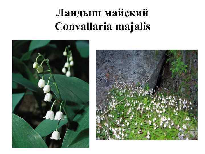 Ландыш майский Convallaria majalis 