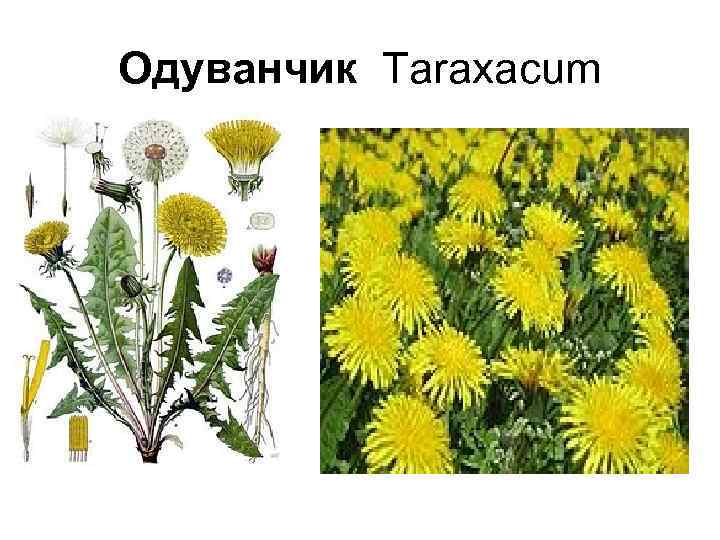 Одуванчик Taraxacum 